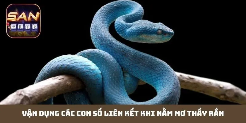 Vận dụng các con số liên kết khi nằm mơ thấy rắn